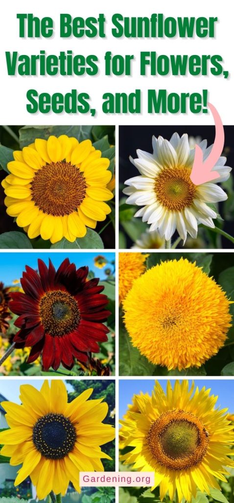 The Best Sunflower Varieties for Flowers, Seeds, and More! pinterest image.