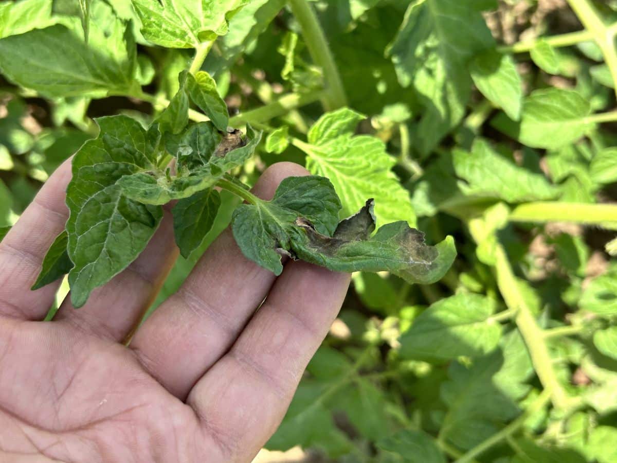 A gardener inspects blight on tomato plants