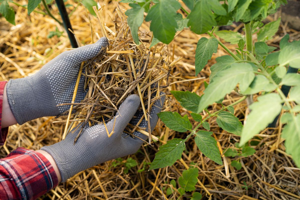 A gardener applies straw mulch below tomato plants