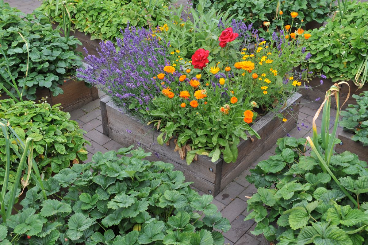 A center raised bed filled with flowering pollinator plants