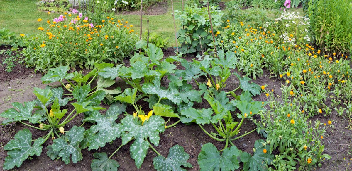 Companion flowers planted with squash for pollination