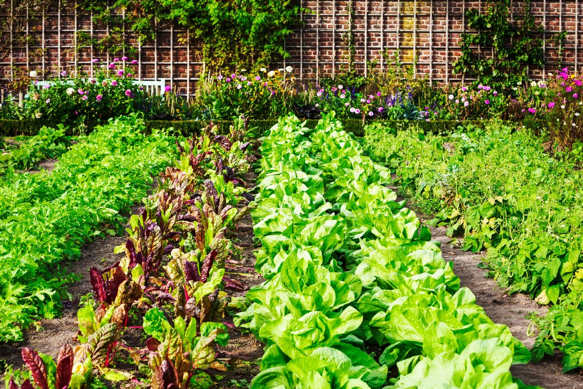 Single crop head lettuce next to a row of chard