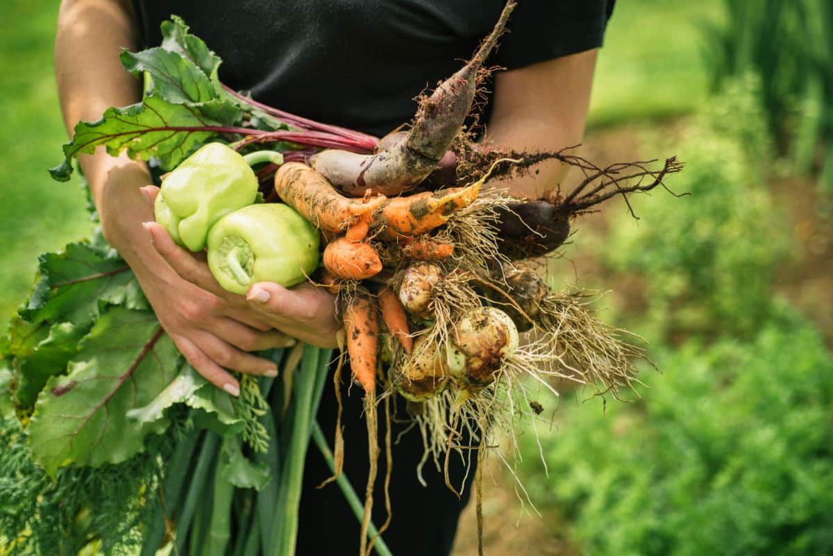 A woman holding a harvest of root vegetables