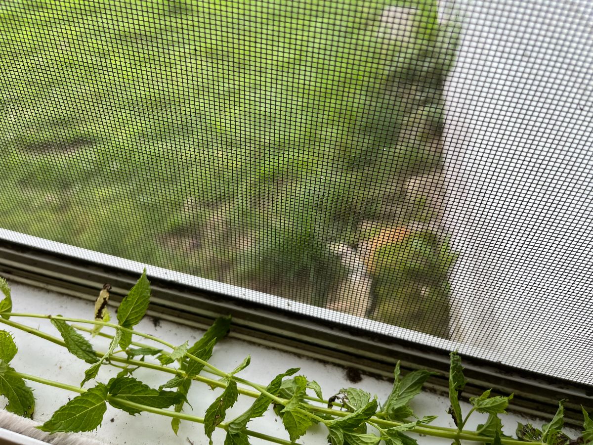 Mint sprigs laid in a window sill to deter ants