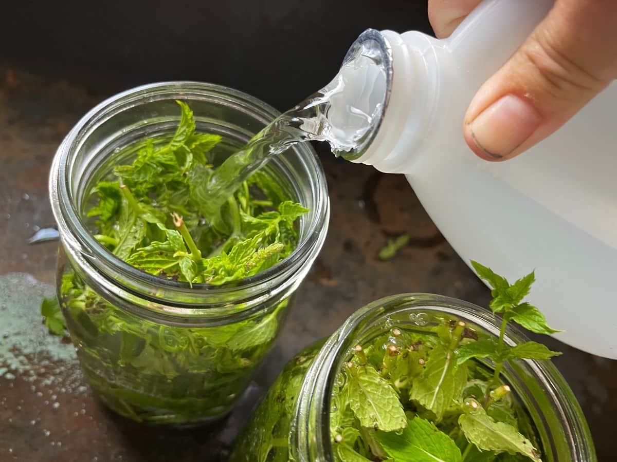 Pouring vinegar over mint to infuse vinegar for ant repelling