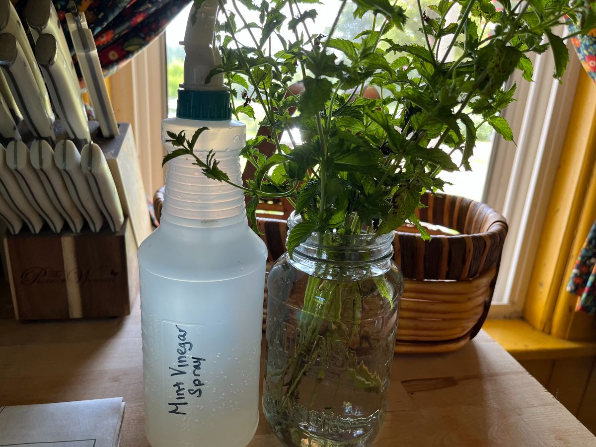 A bottle of DIY ant repelling cleaner spray
