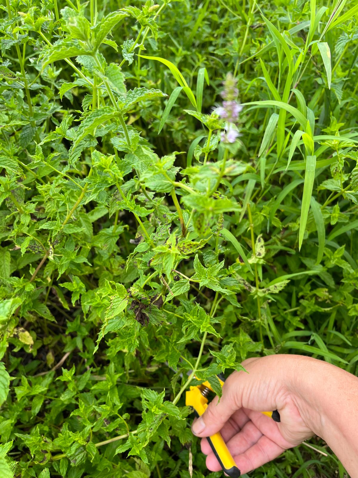 A woman cutting fresh mint to make ant repelling cleaner