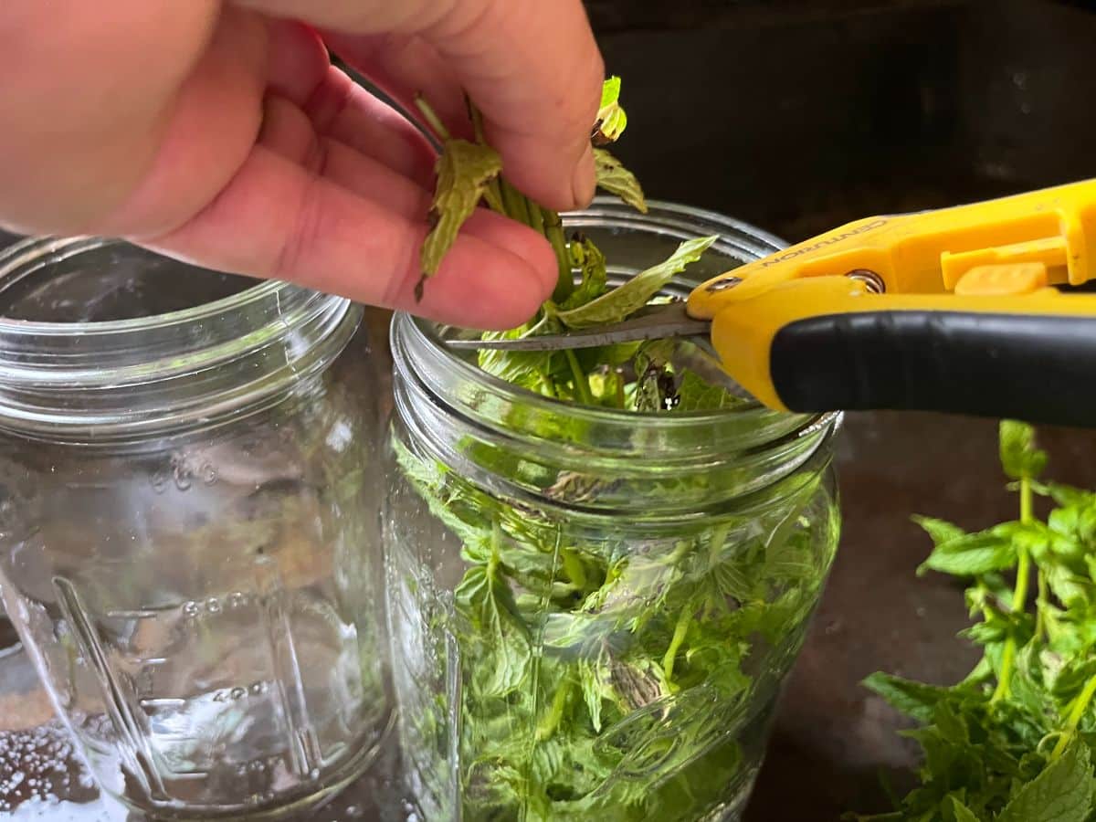 Trimming fresh mint into a jar to infuse with vinegar