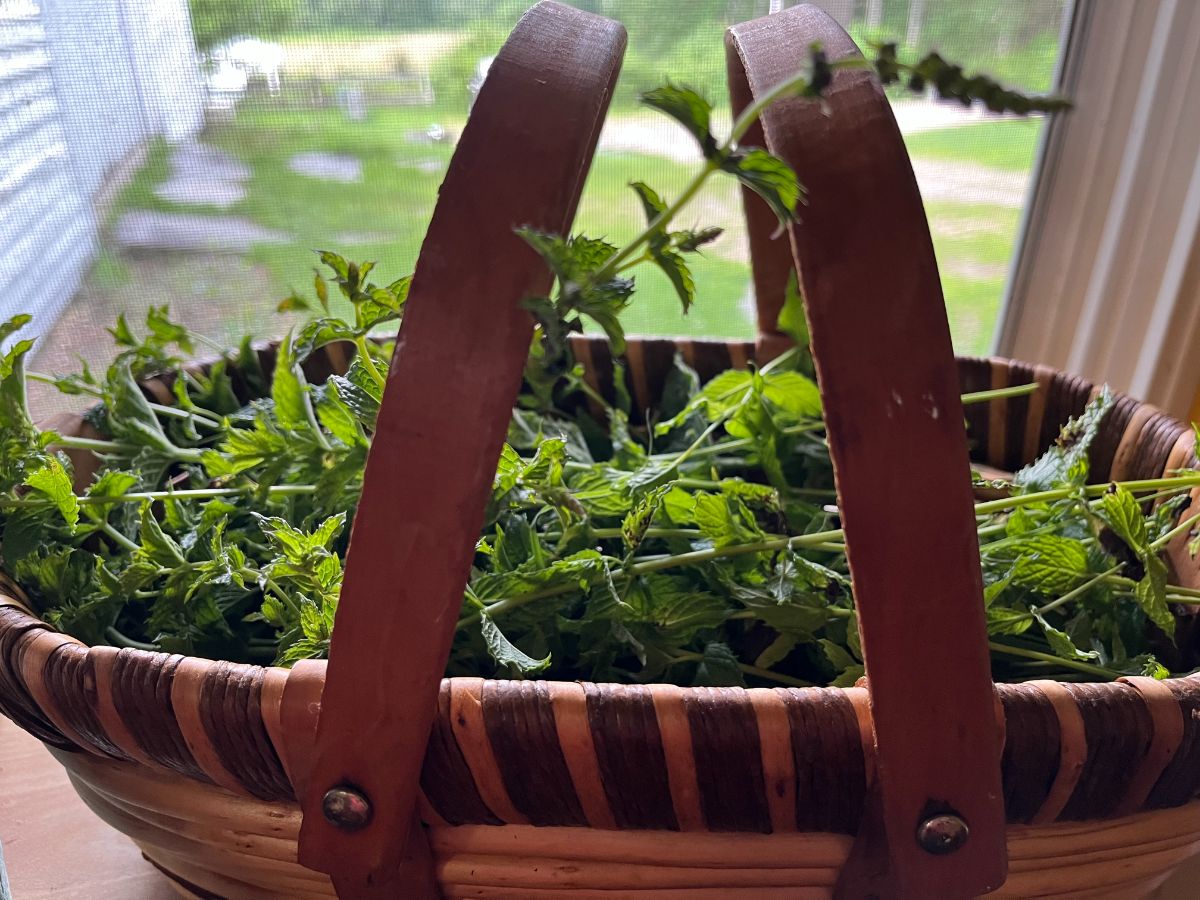 A basket of fresh mint in a kitchen