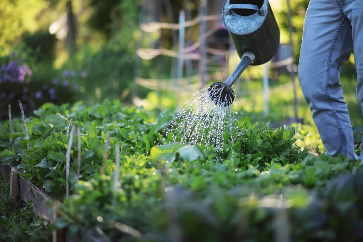 A person using a watering can to water a garden