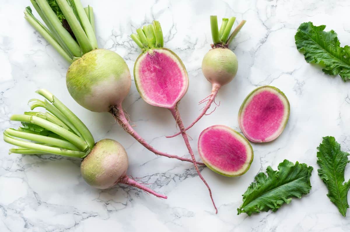 Fresh watermelon radishes cut in half