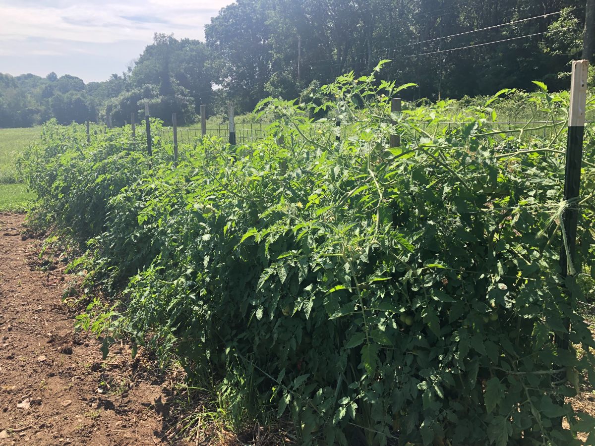 A stand of tomatoes dense with leaves