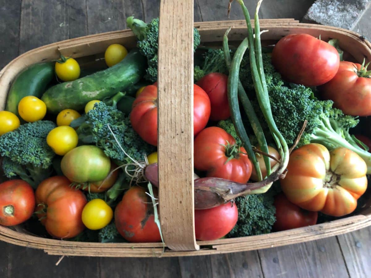 A harvest basket with ripe and under-ripe tomatoes