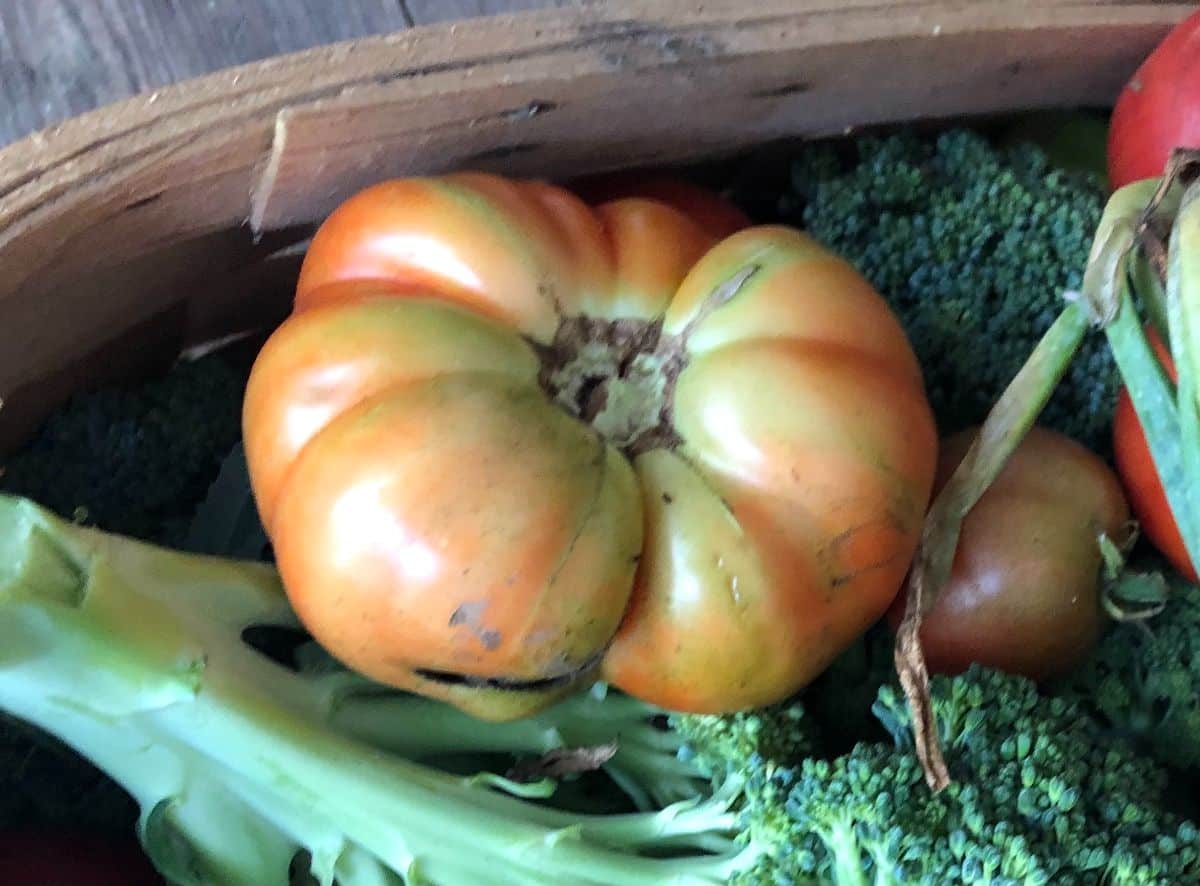 An under-ripe tomato brought inside to speed ripening