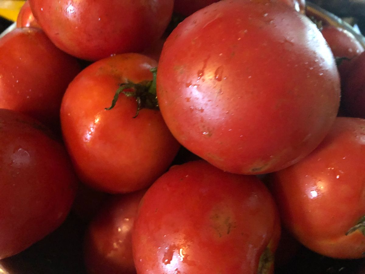 Ripe red tomatoes ripened by root pruning
