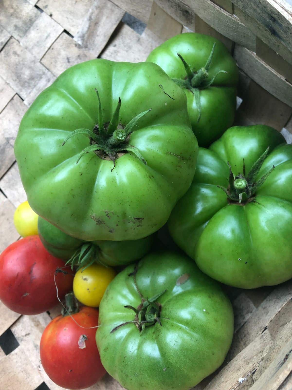 Tomatoes picked at different stages of ripeness