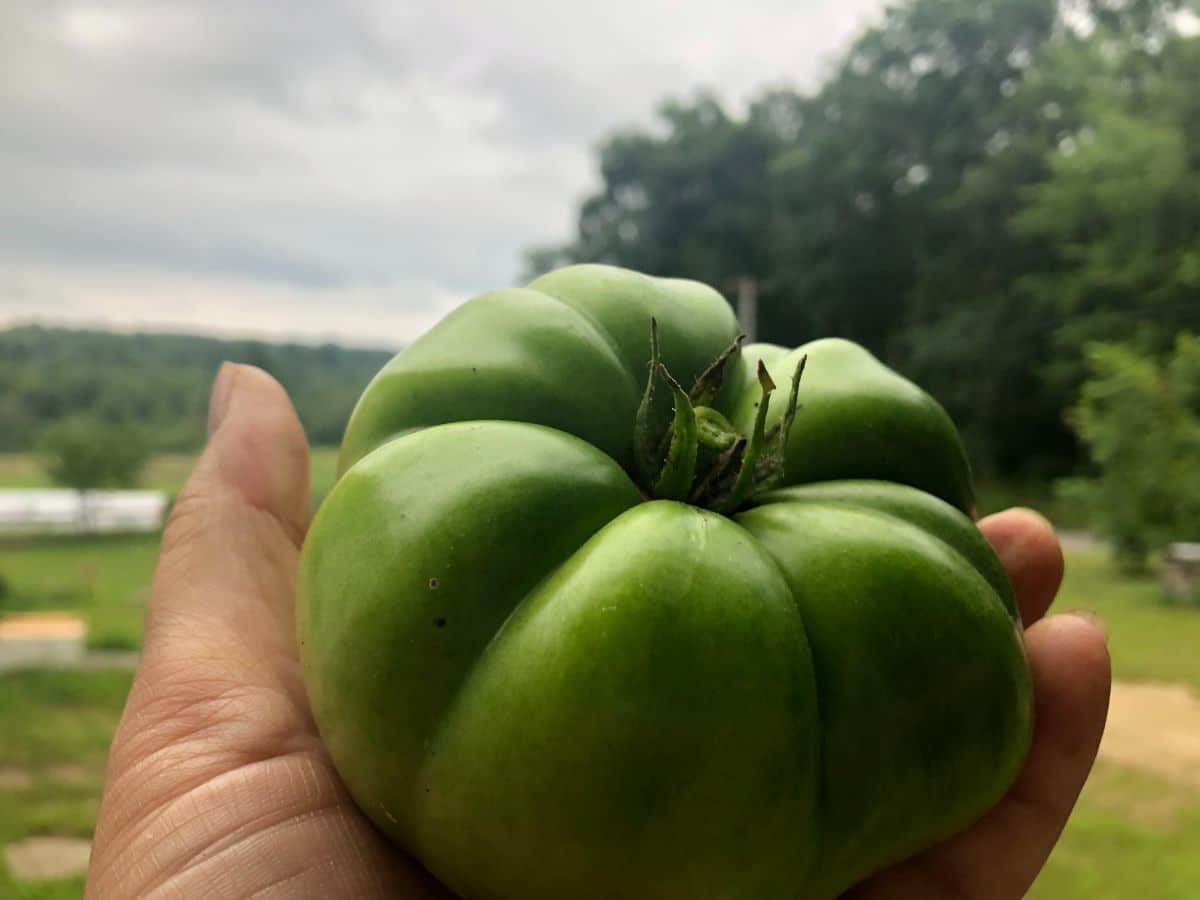 A large green, unripe tomato