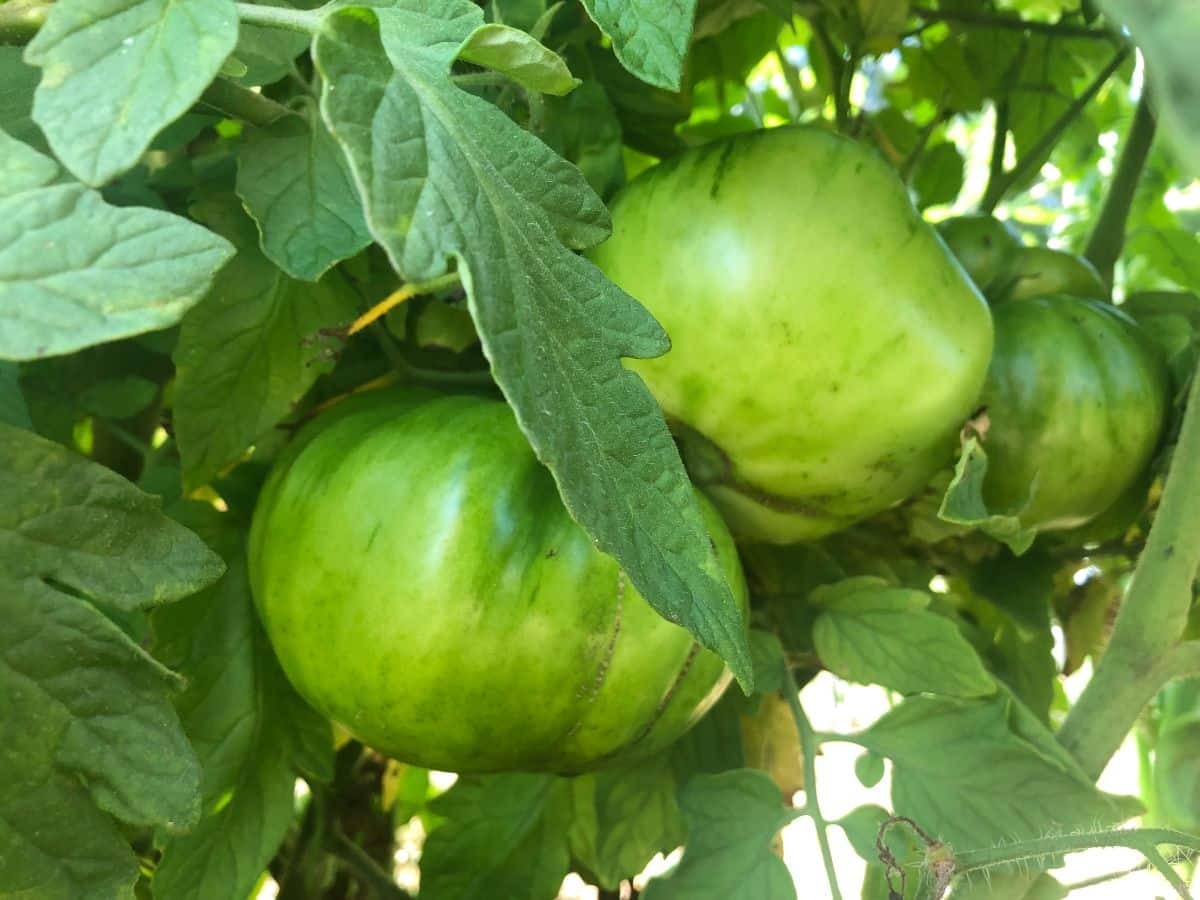 Green tomatoes on the vine need some help to start ripening