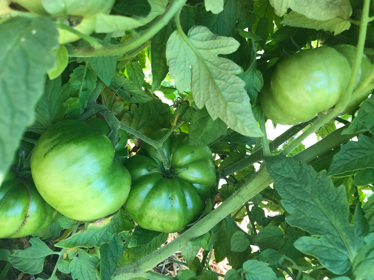 Tomatoes nicely shaded under tomato leaves