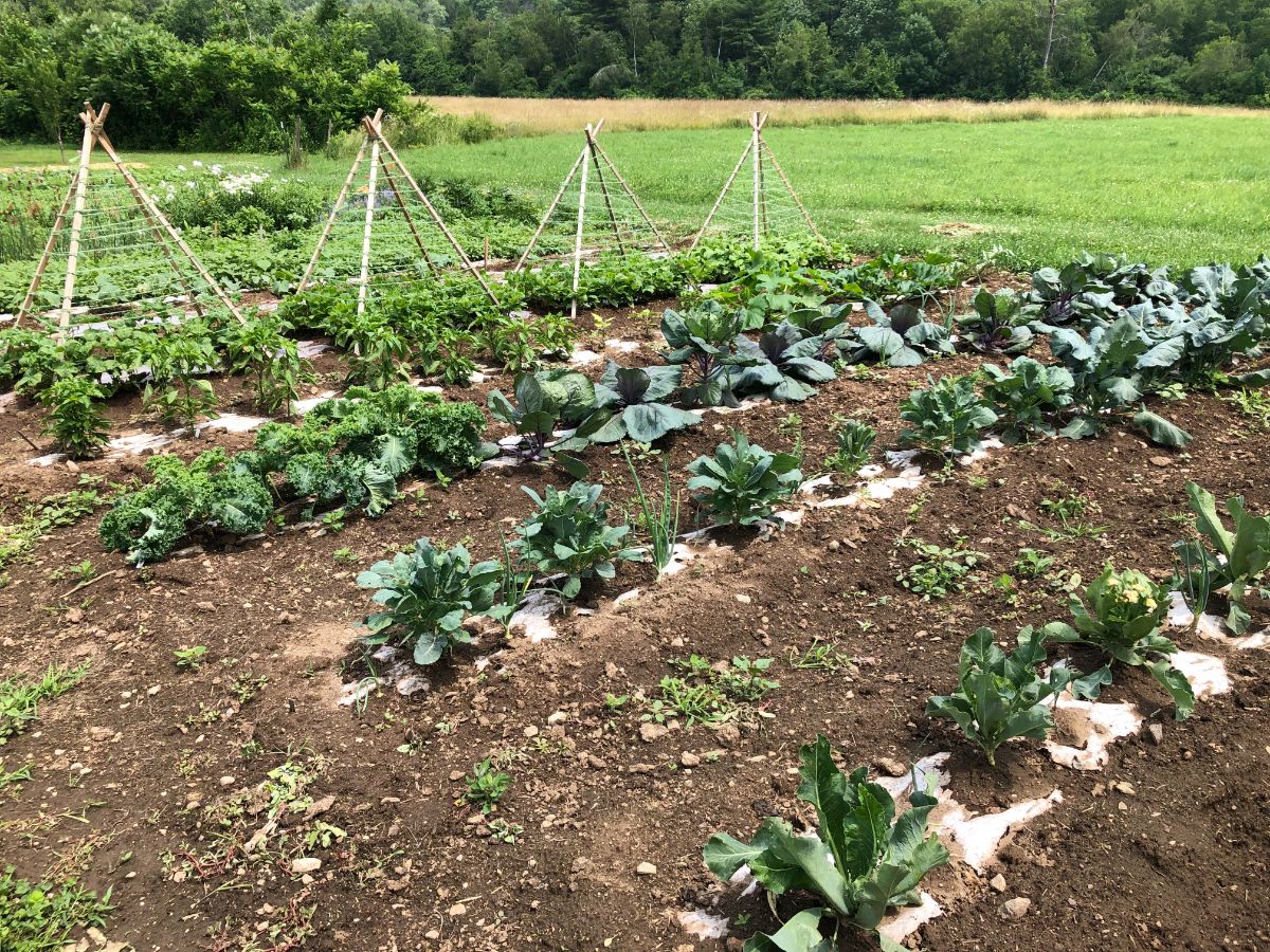 Weeds rerooting in garden aisles