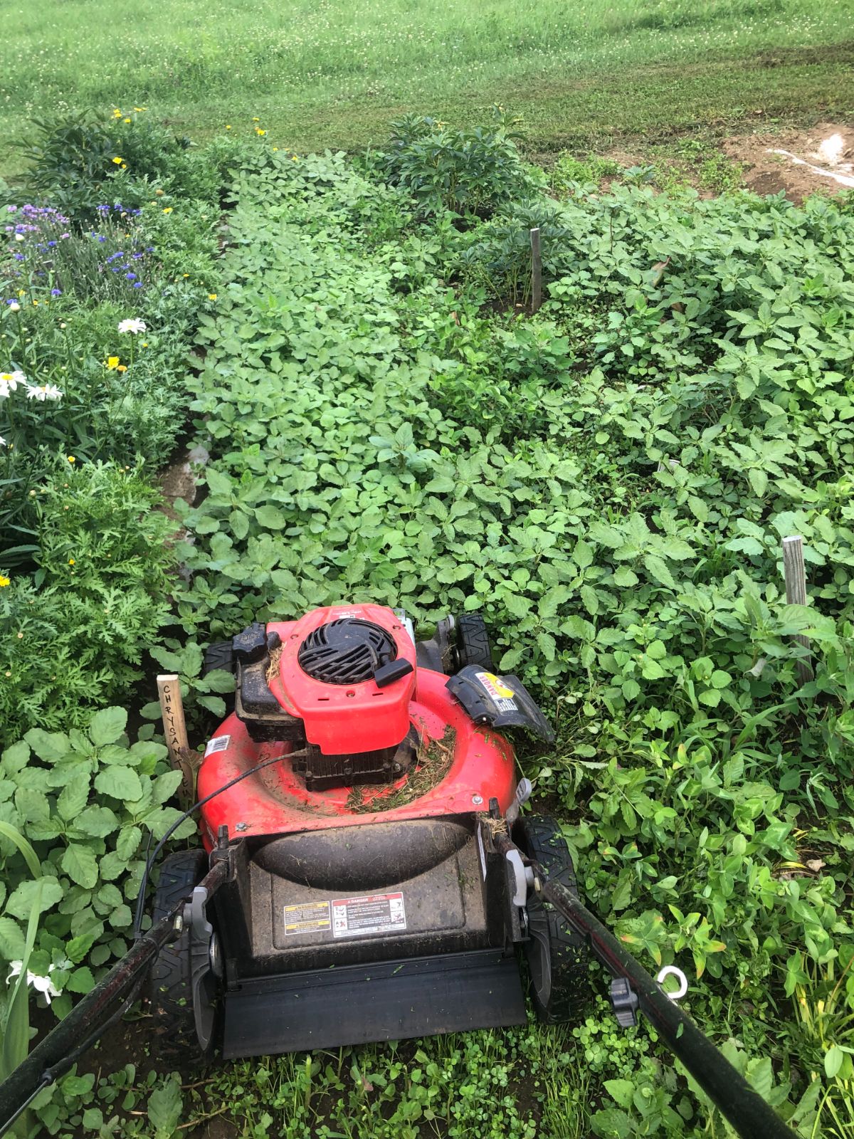 Mowable clover in garden aisles being mowed with a push mower