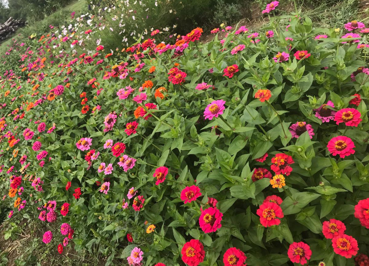 A planting of zinnias planted closely to crowd out weeds