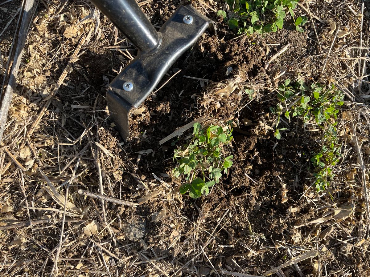 A hula hoe weeding out small weeds