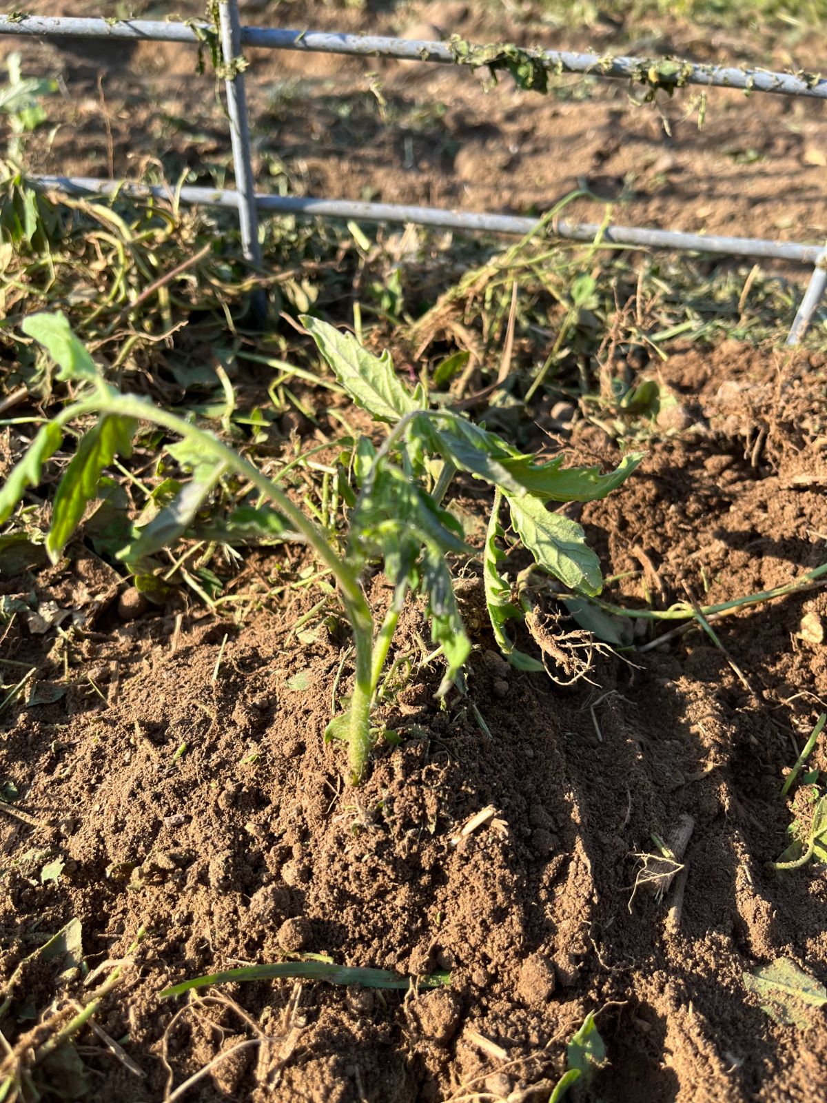 A transplanted tomato plant in the garden