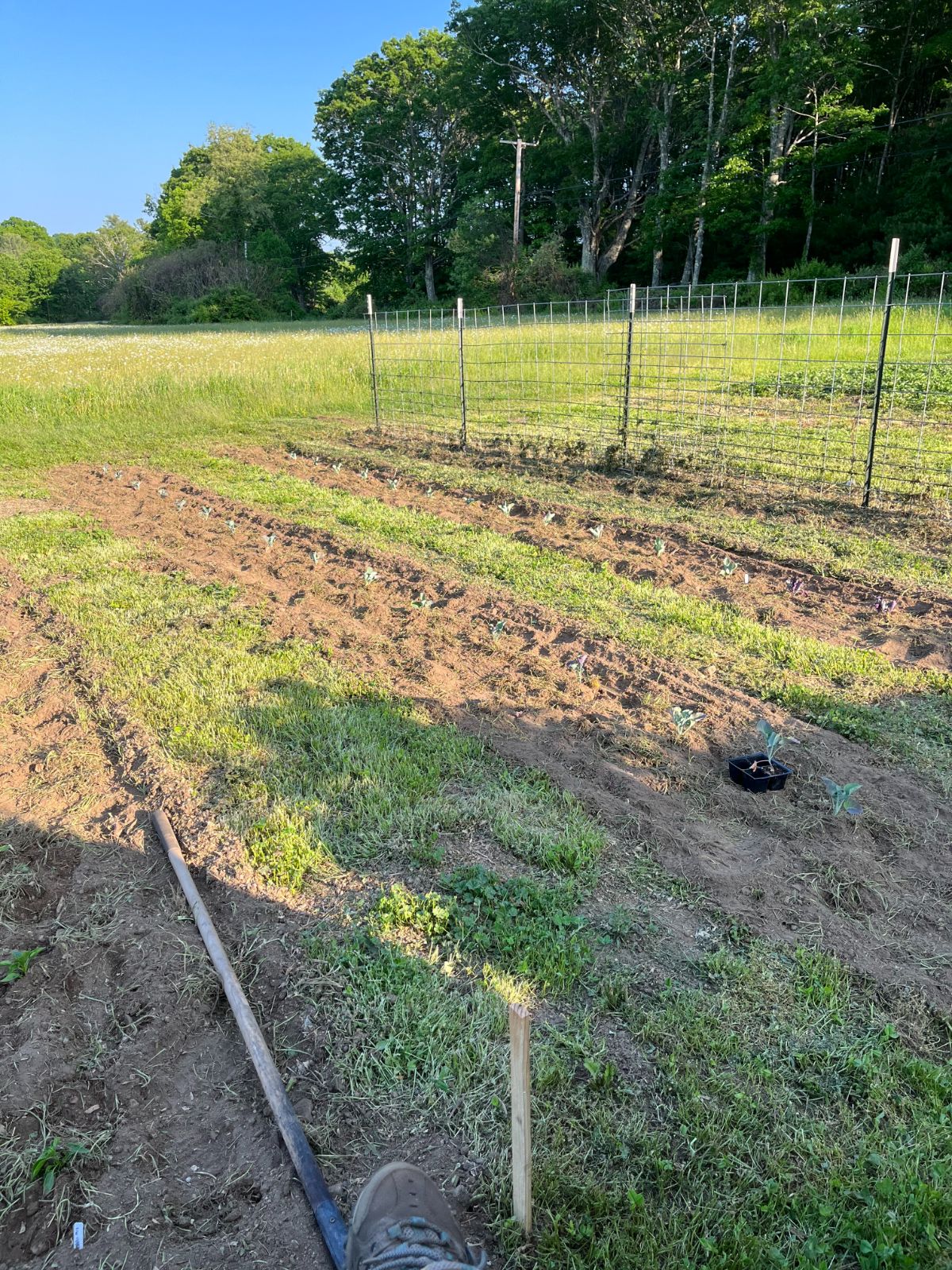 Garden rows planted between aisles of clover