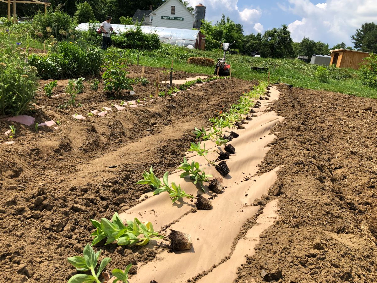 Zinnias laid out for planting in paper mulch