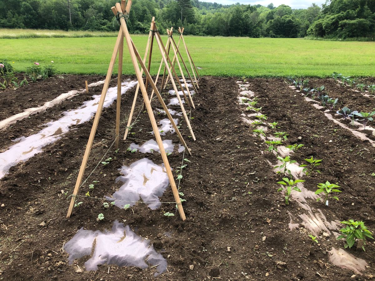 Wet garden soil, perfect for pulling weeds