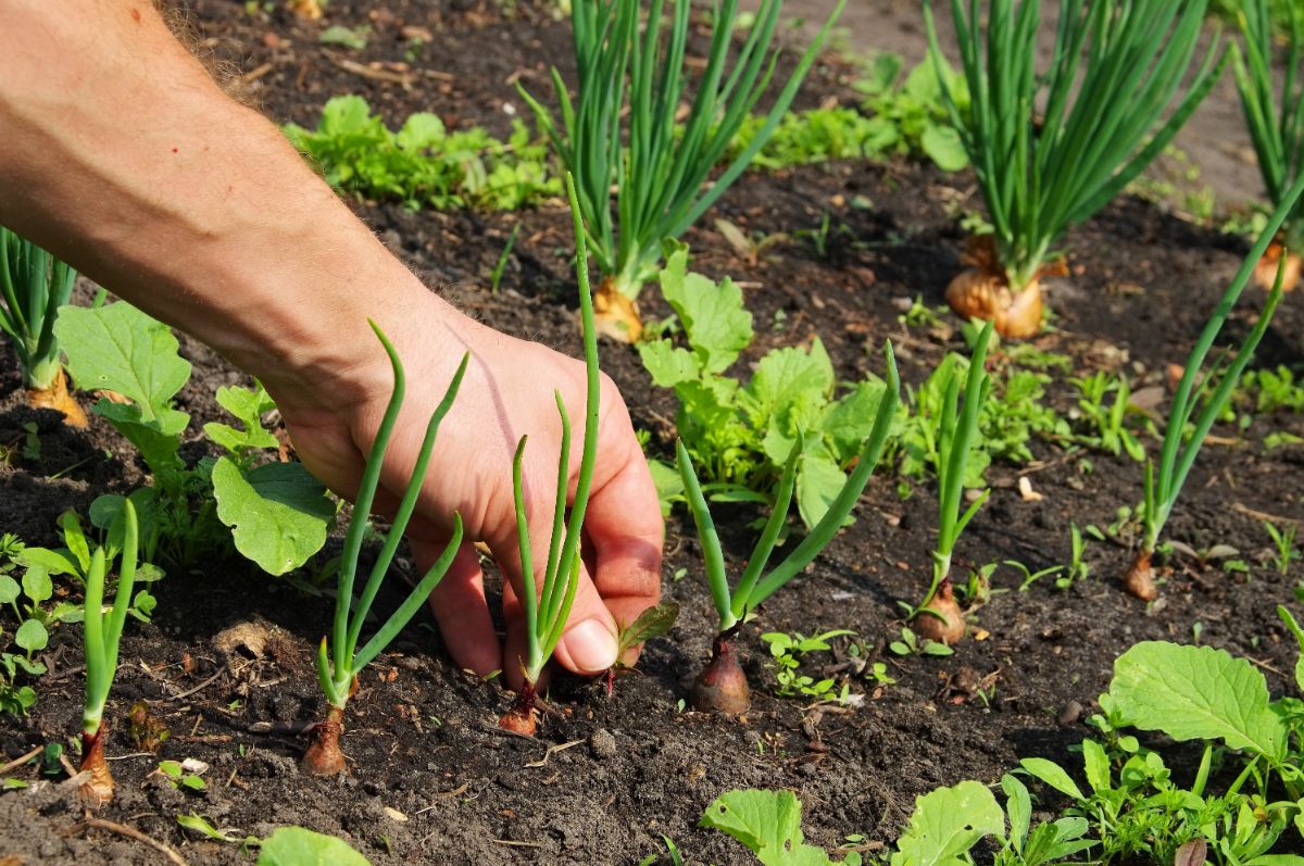 A well-tended, weeded garden bed