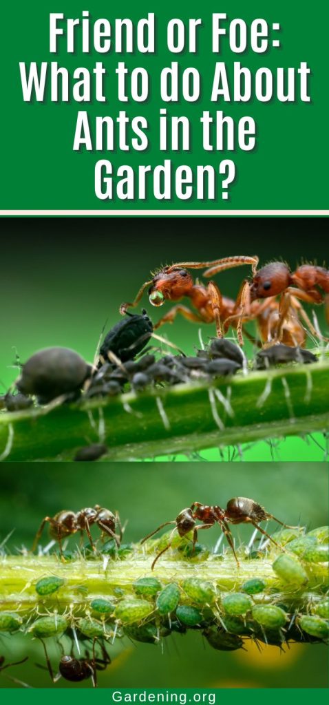 Friend or Foe: What to do About Ants in the Garden? pinterest image.