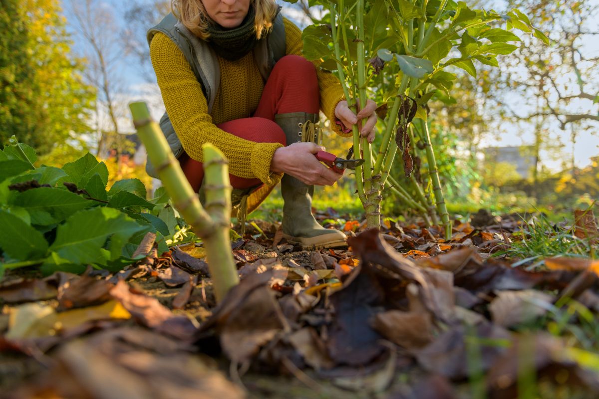 A woman pruning plants in early spring