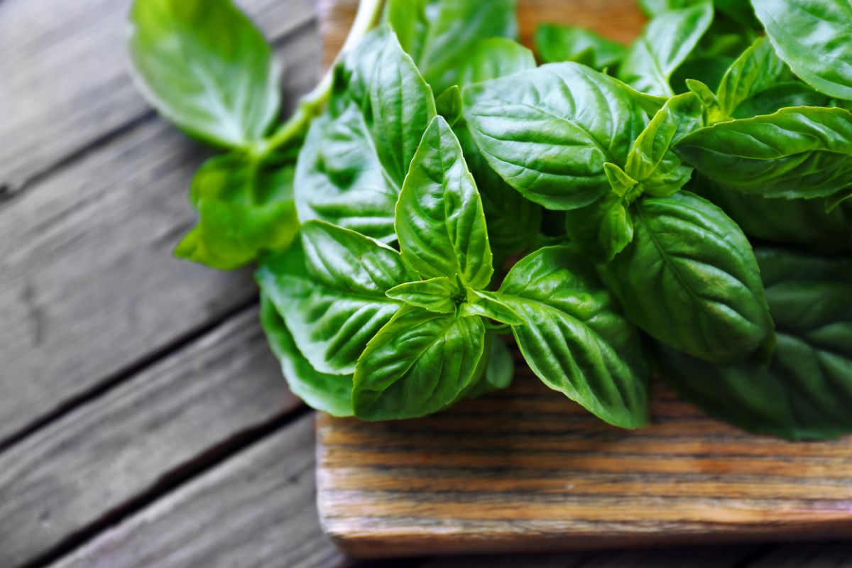 Fresh green basil for dehydrating