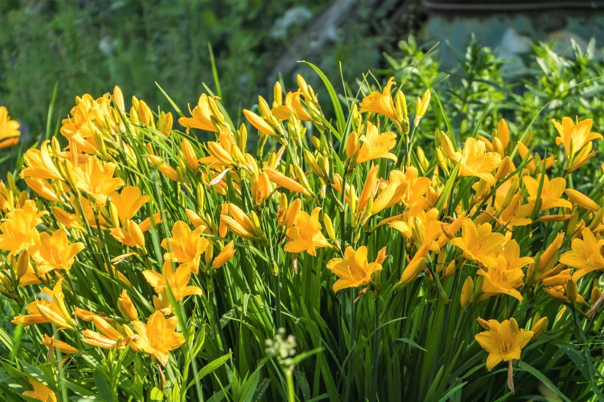 yellow daylilies in bloom