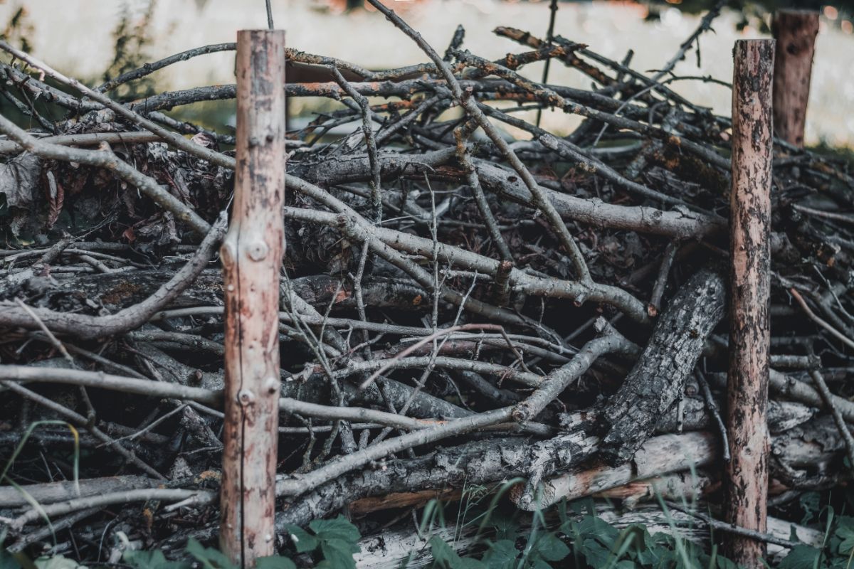 A dead hedge in stages of decomposing