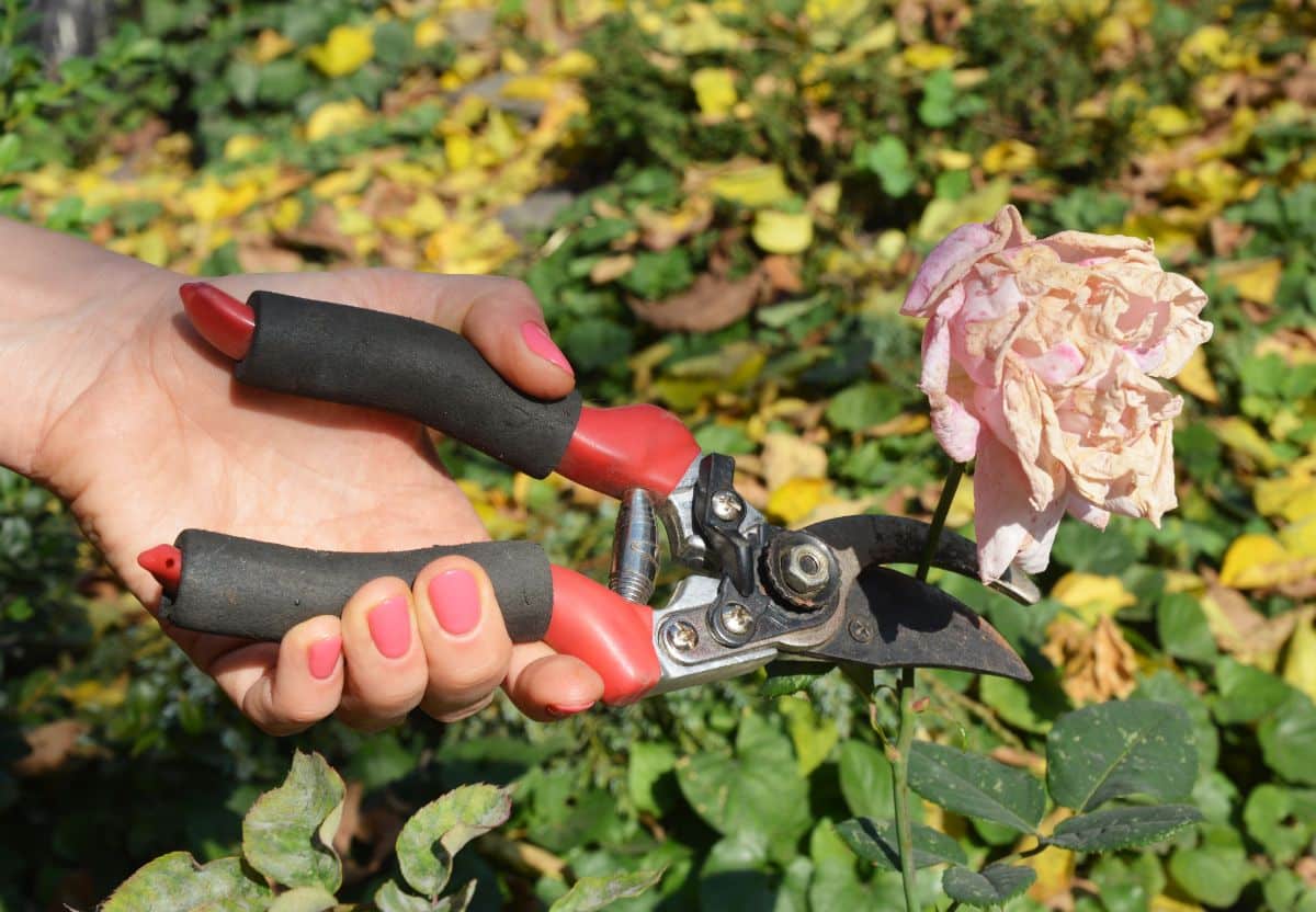 A woman prunes a spent rose from a rose bush