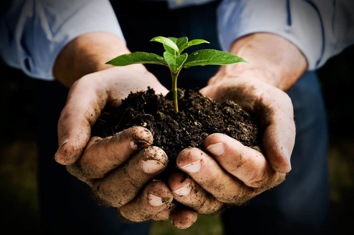 A person holding a plant in soil in rough hands