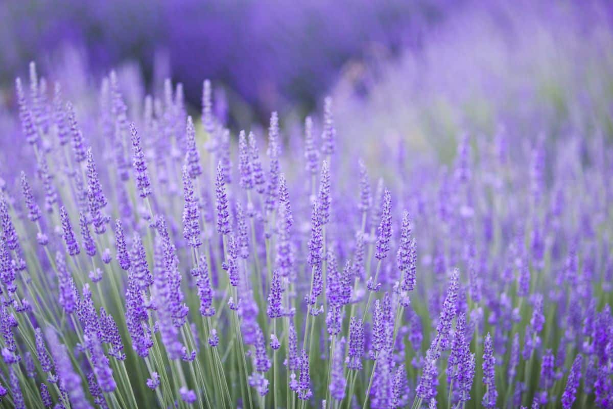 Lavender at its peak of flowering