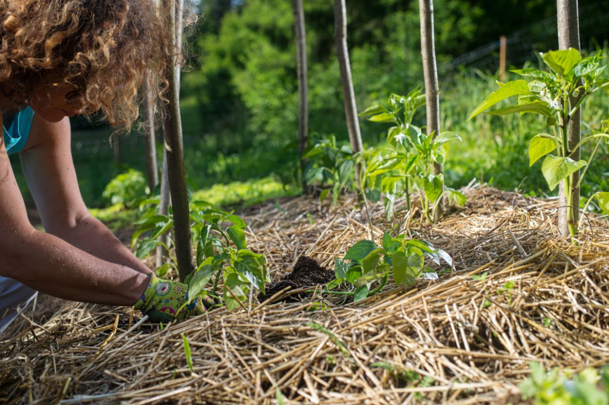 A woman works in a permaculture garden