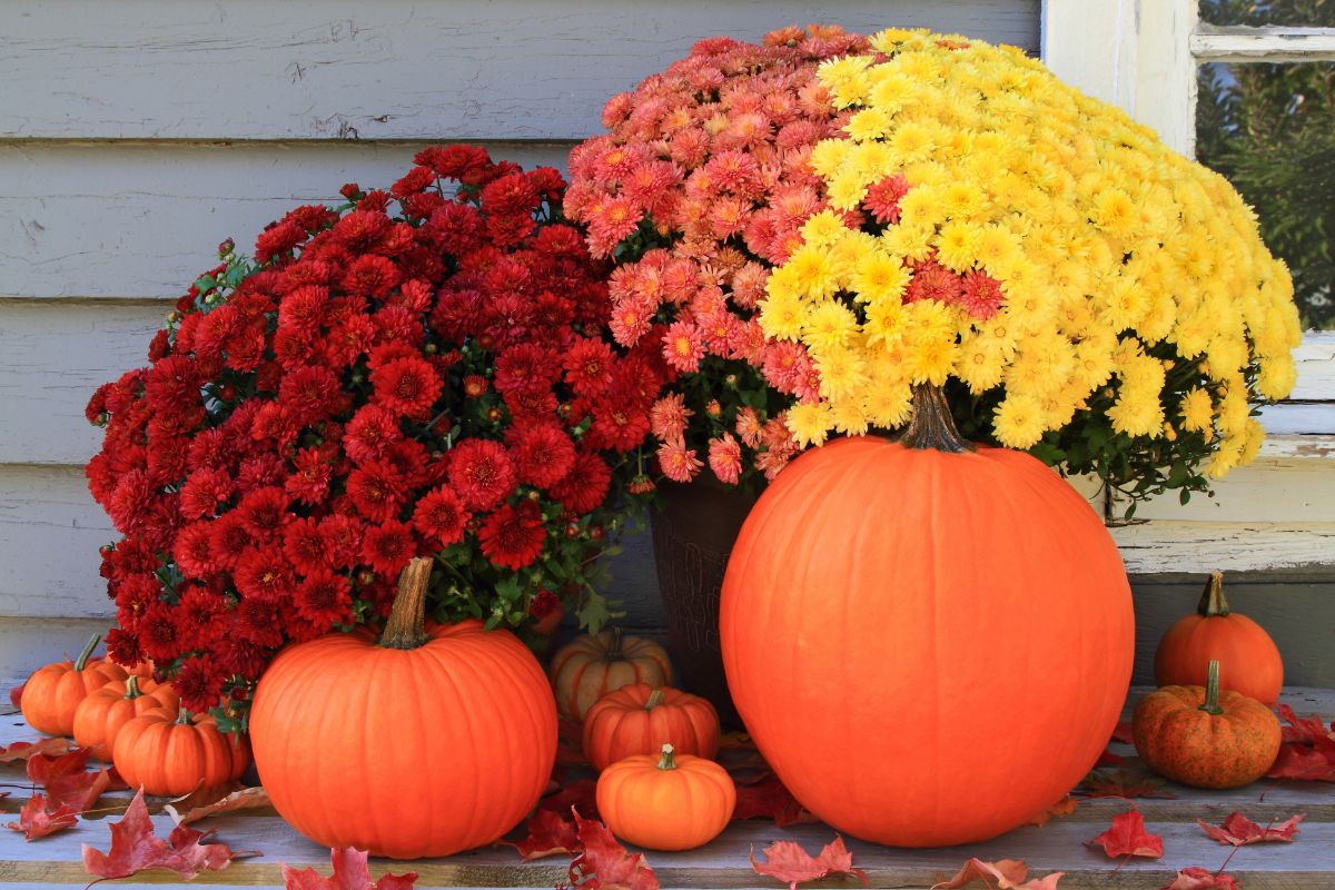 Fall mums on a porch