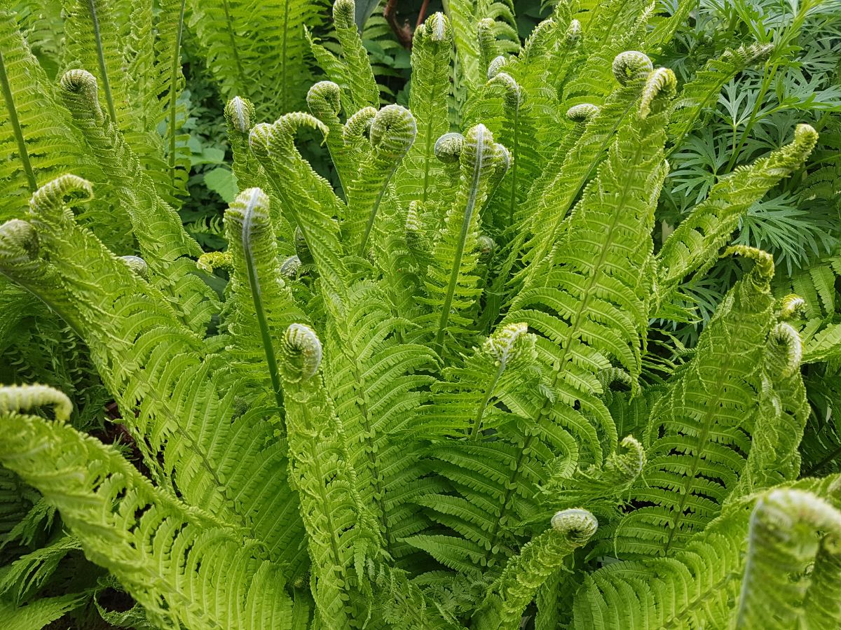 Ostrich or fiddelhead ferns