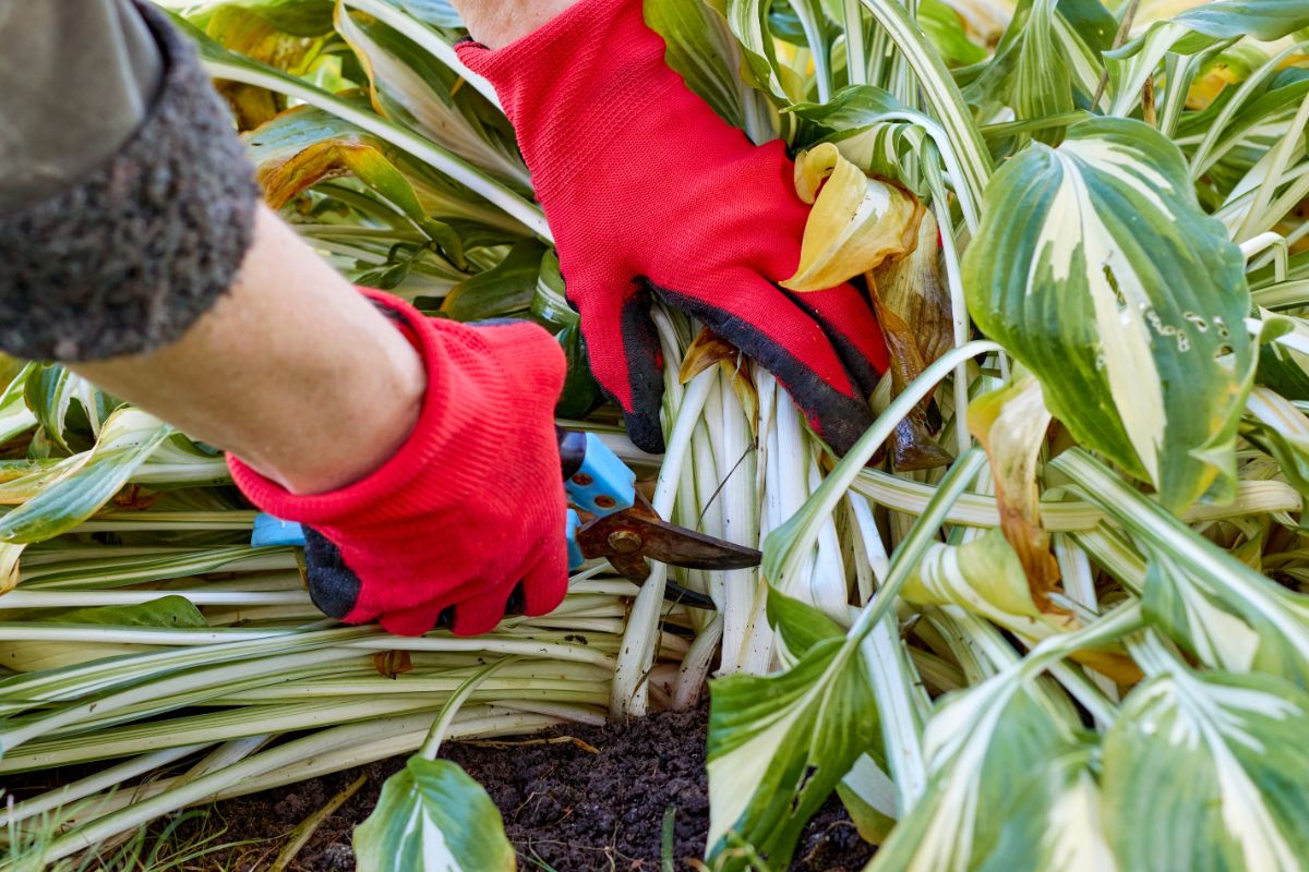 A gardener cuts back dying fall perennial leaves