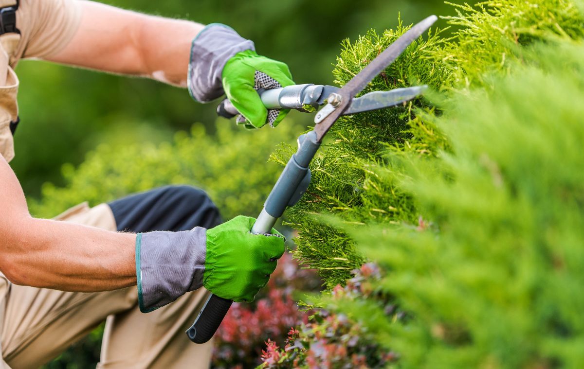 A gardener uses ergonomic hand pruners to trim bushes