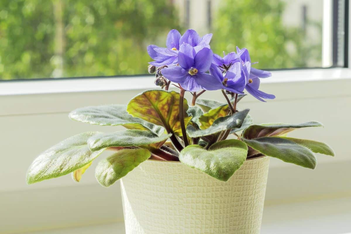 A healthy African violet perfect for propagating