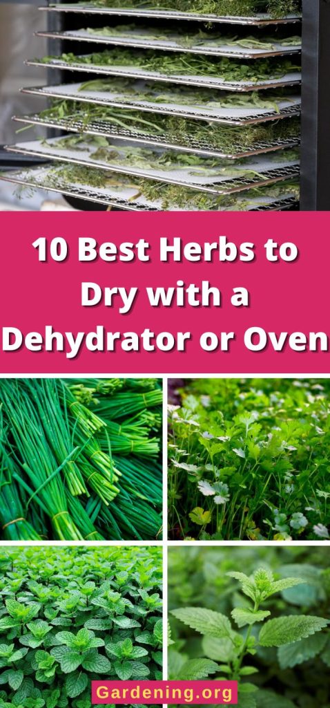 10 Best Herbs to Dry with a Dehydrator or Oven pinterest image.