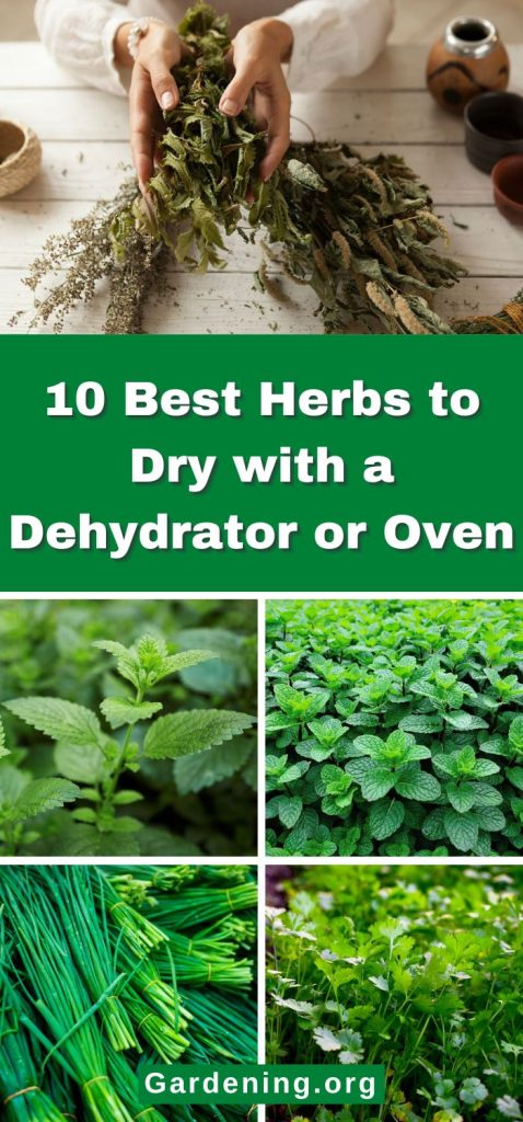 10 Best Herbs to Dry with a Dehydrator or Oven pinterest image.