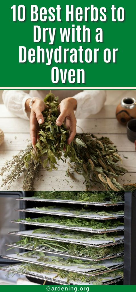 10 Best Herbs to Dry with a Dehydrator or Oven pinterest image.