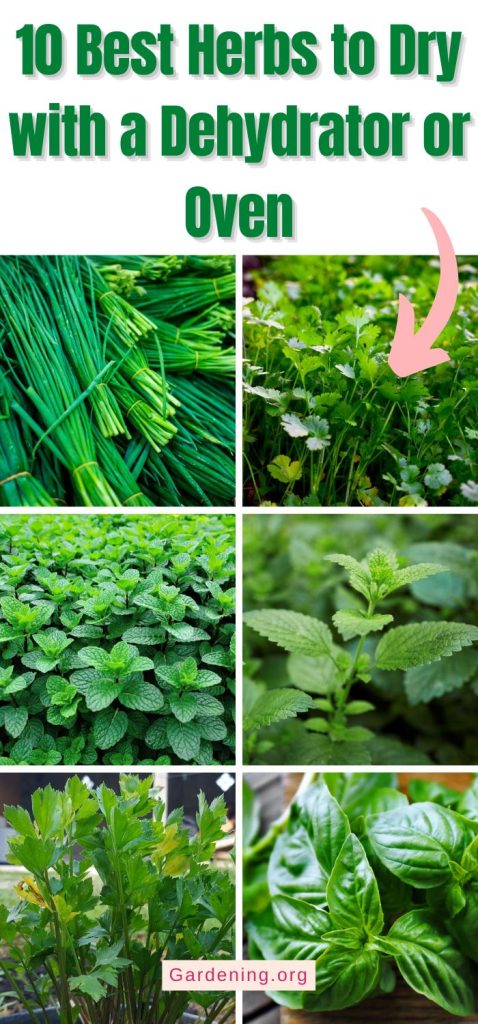 10 Best Herbs to Dry with a Dehydrator or Oven pinterest image.